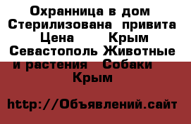 Охранница в дом. Стерилизована, привита › Цена ­ 1 - Крым, Севастополь Животные и растения » Собаки   . Крым